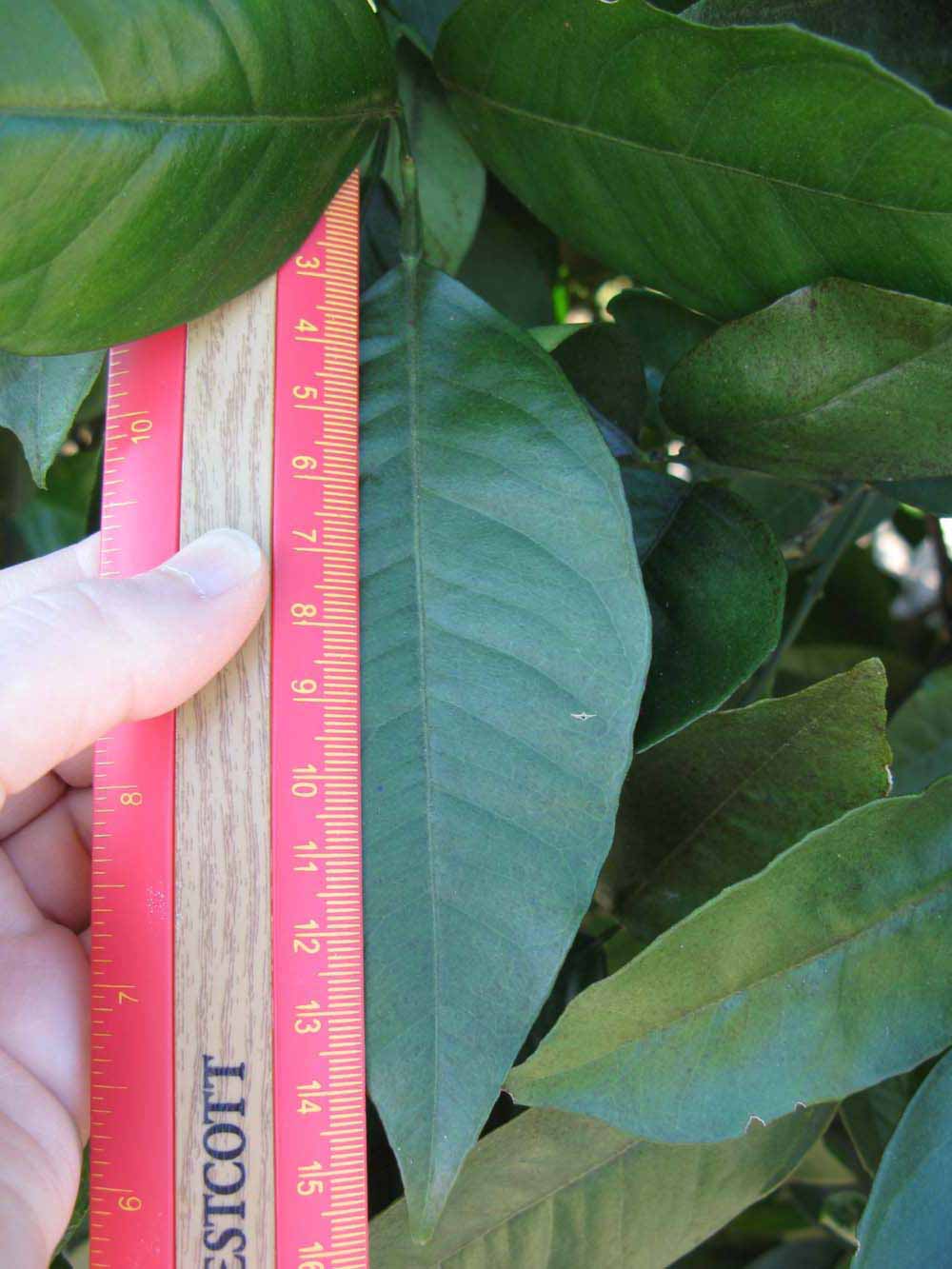              Unifoliolate leaf (Winter Haven, FL)       